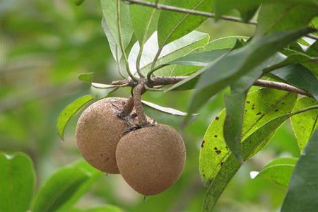 Độc đáo với phương pháp tẩy lông chân bằng nhựa hồng xiêm